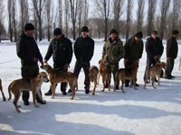 Выставка охотничьих собак