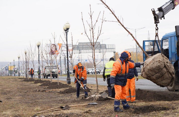 посадка деревьев