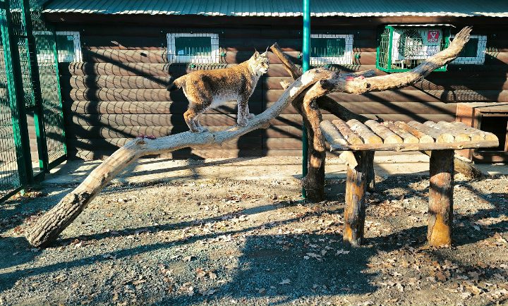 рысь в зоопарке